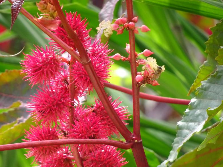Free stock image of Ricin with its red-pink stems and "flowers" created by GAIMARD Jacques