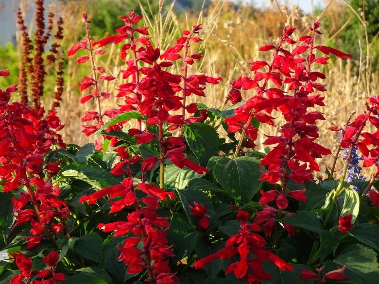 Free stock image of Red flowers with golden background created by GAIMARD Jacques