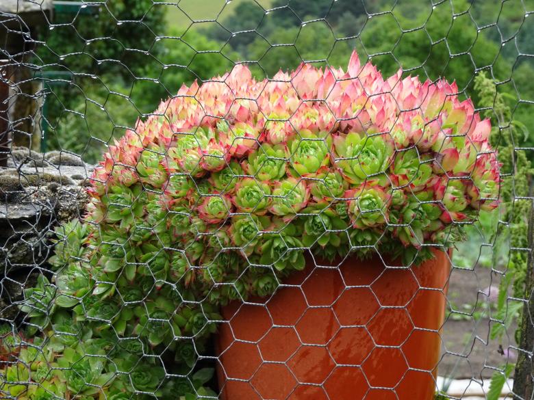 Free stock image of Artichoke look-like succulent plant created by GAIMARD Jacques
