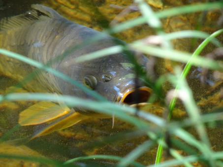 Don't worry... I'm not a piranha !! - Free Stock Photo