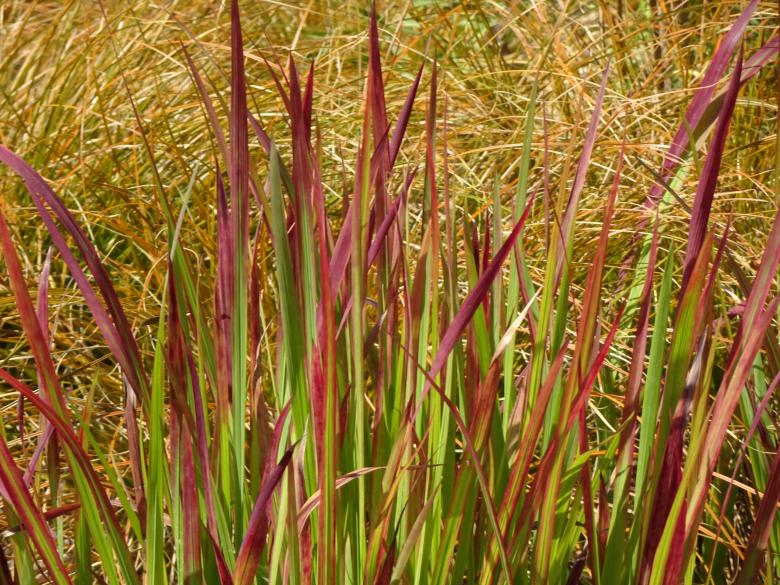 Free stock image of Leaves and grass in fall... created by GAIMARD Jacques