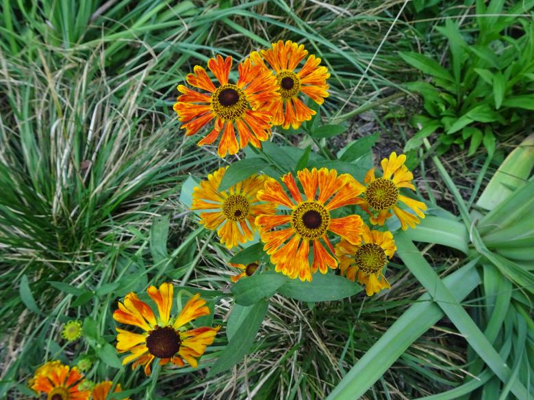 Free stock image of Unusual red and yellow flower created by GAIMARD Jacques