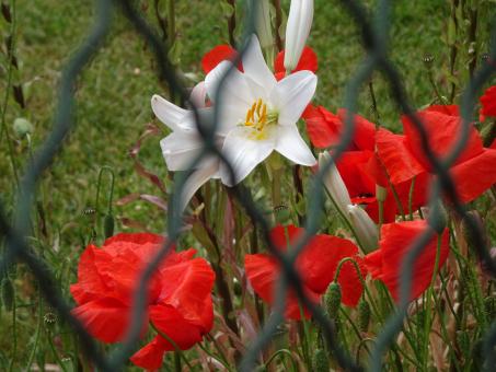 Free Stock Photo of Madonna lily and its red orchestra ♫♪♫