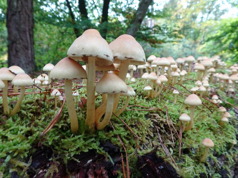 Free stock image of More-than-you-could-count mushrooms on a tree trunk created by GAIMARD Jacques