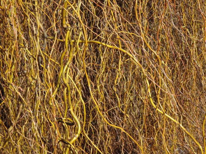 Free stock image of Yellow Willow created by GAIMARD Jacques