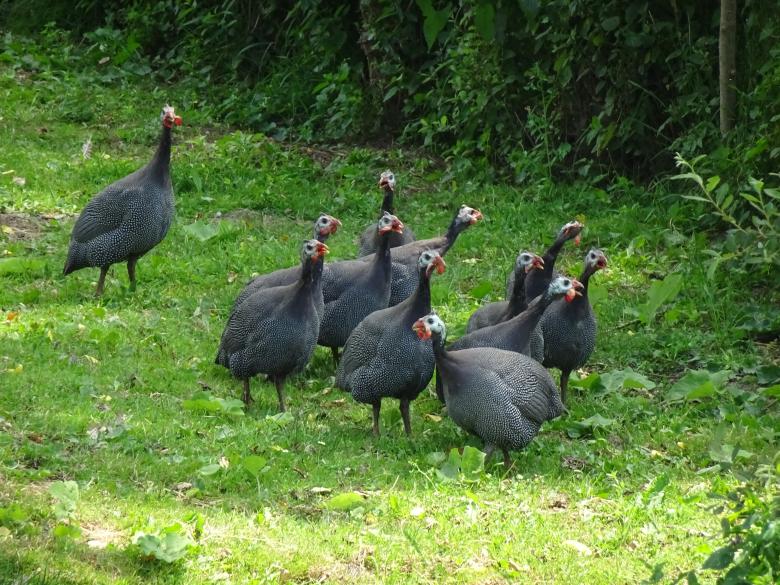 Free stock image of Guinea fowls getting ready for Christmas... created by GAIMARD Jacques