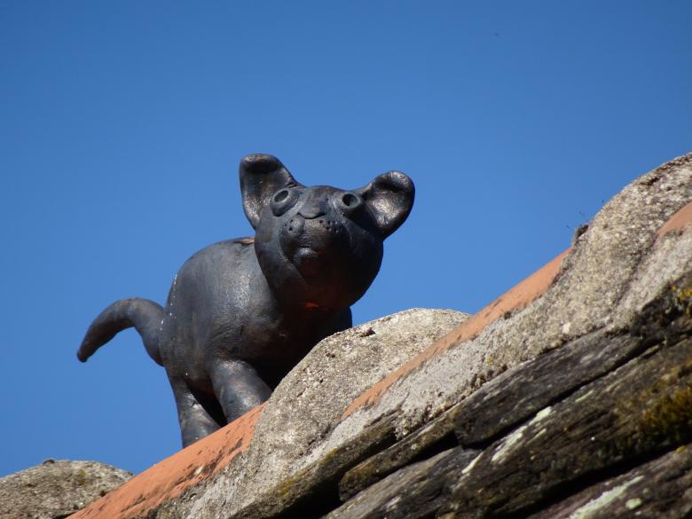 Free stock image of Cat on a hot tin roof created by GAIMARD Jacques