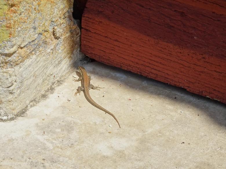 Free stock image of Desperately & unsuccessfully trying to enter the house! created by GAIMARD Jacques