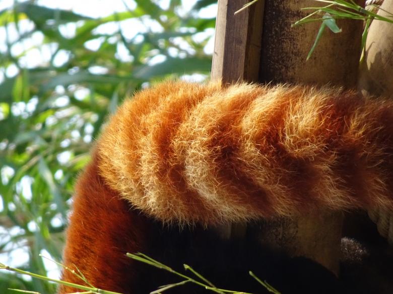 Free stock image of One advice only: pull on my tail!!! created by GAIMARD Jacques