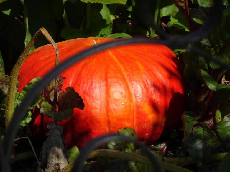 Free stock image of Prospective pumpkin pie (to be confirmed) created by GAIMARD Jacques