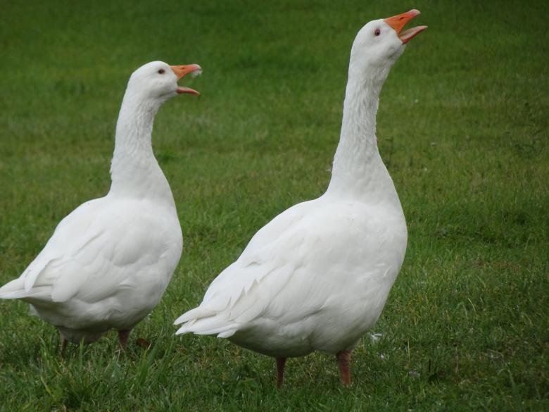 Free stock image of Introducing: The Golden Goose Quartet created by GAIMARD Jacques