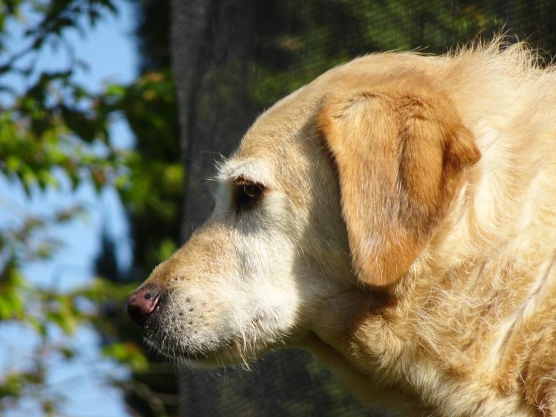 Free stock image of Dog engaged in deep philosophical reflections... created by GAIMARD Jacques