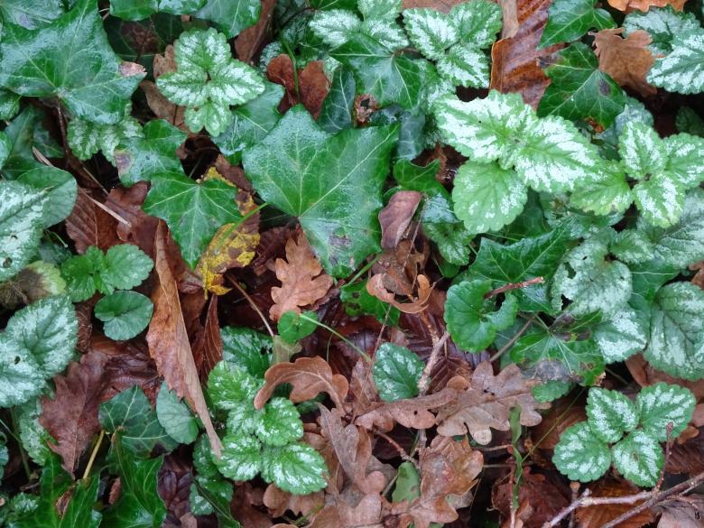 Free stock image of Leaf bed in early fall created by GAIMARD Jacques