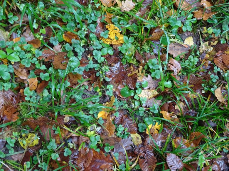 Free stock image of Brown and green leaves in fall created by GAIMARD Jacques