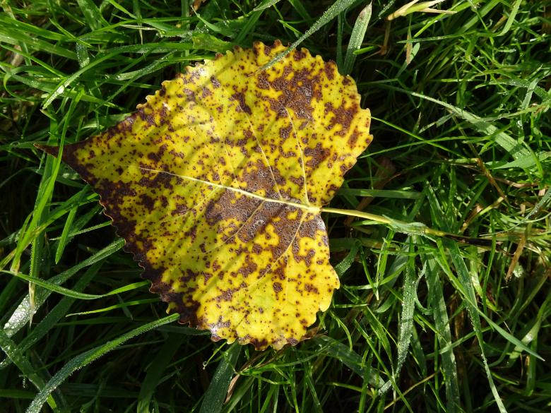 Free stock image of Fall leaf on a bed of grass created by GAIMARD Jacques