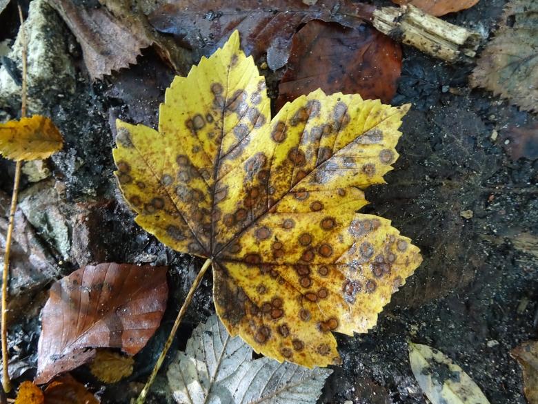 Free stock image of Leaf on a road in fall created by GAIMARD Jacques