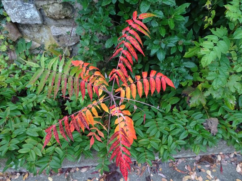 Free stock image of Small shrub with fall colors created by GAIMARD Jacques