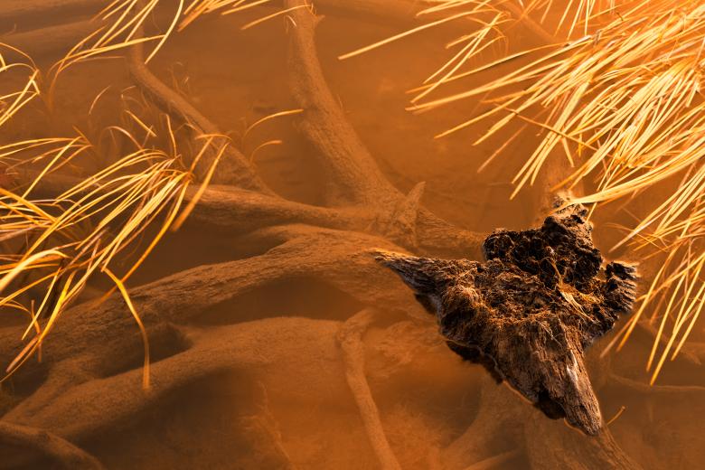 Free stock image of Gold Lake Stump - Spruce Knob created by Nicolas Raymond