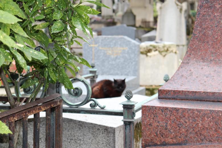 Free stock image of Peace be with cats also... created by GAIMARD Jacques