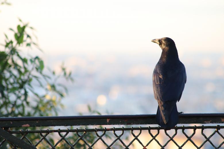 Free stock image of Professional crow posing for the picture... created by GAIMARD Jacques