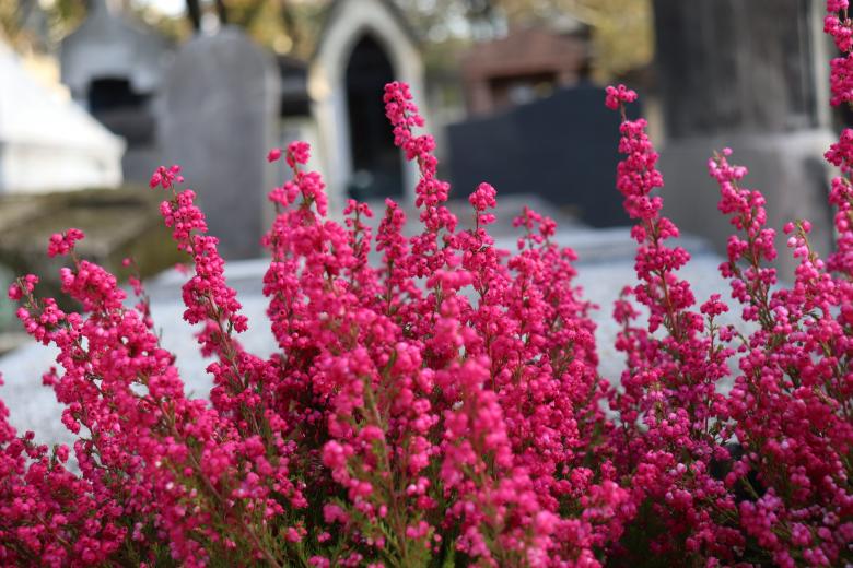 Free stock image of Beautiful red heather blooming on a grave created by GAIMARD Jacques