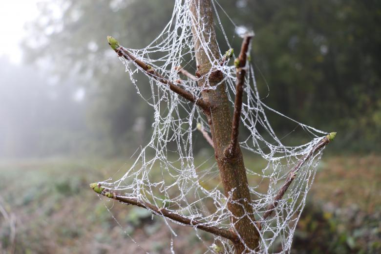 Free stock image of My favorite spider protects me! created by GAIMARD Jacques