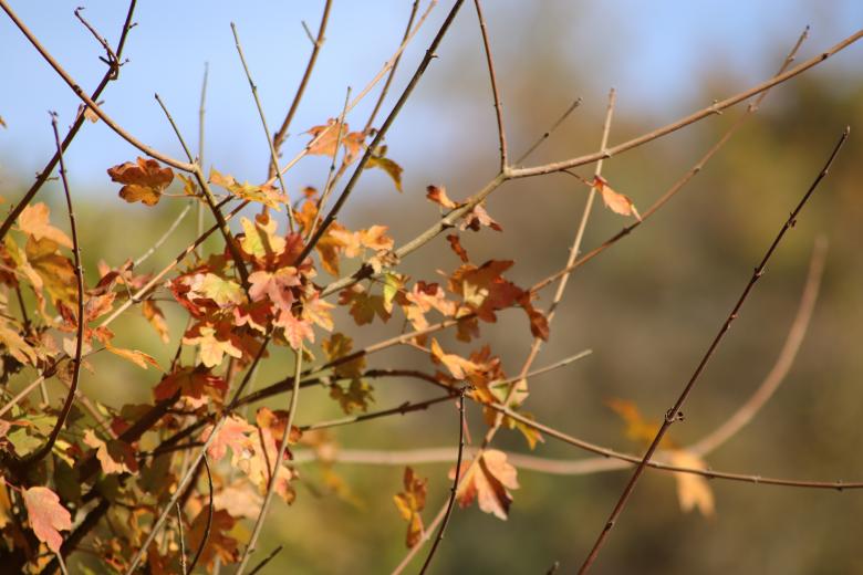 Free stock image of Last leaves... created by GAIMARD Jacques