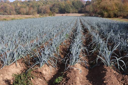 Free Stock Photo of A leek a day keeps the doctor away...