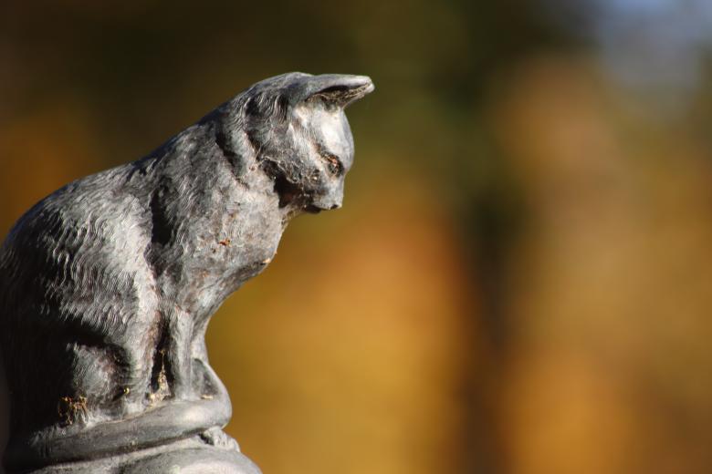 Free stock image of His Majesty the Cat... created by GAIMARD Jacques