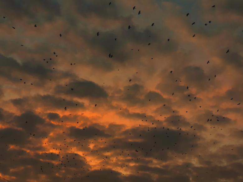 Free stock image of Birds Flock created by Radu Dalas