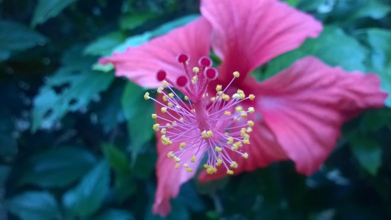 Free stock image of Chinese Rose created by Sheikh Raihan
