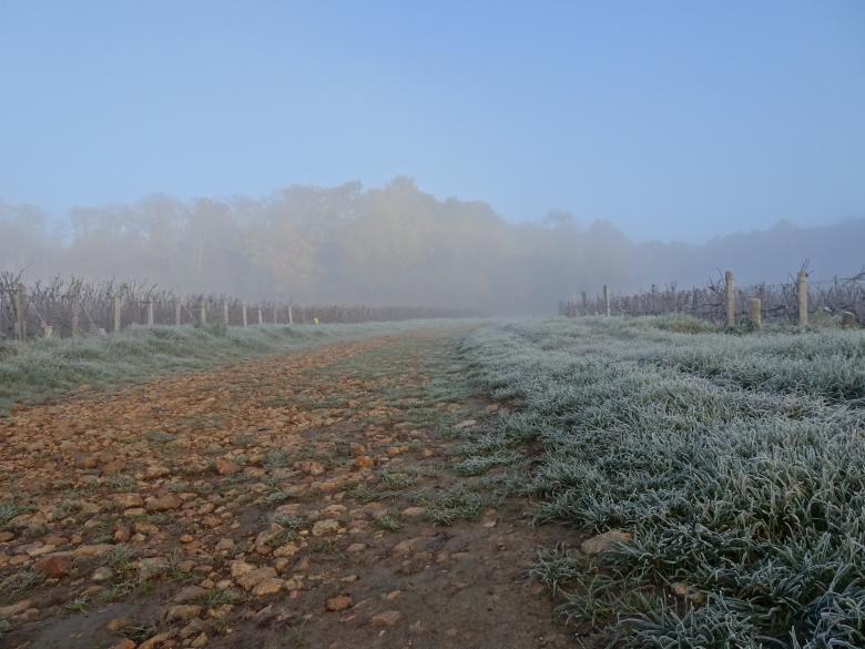Free stock image of Frozen pathway among vineyards created by GAIMARD Jacques