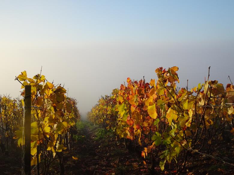 Free stock image of Vineyard in autumn created by GAIMARD Jacques