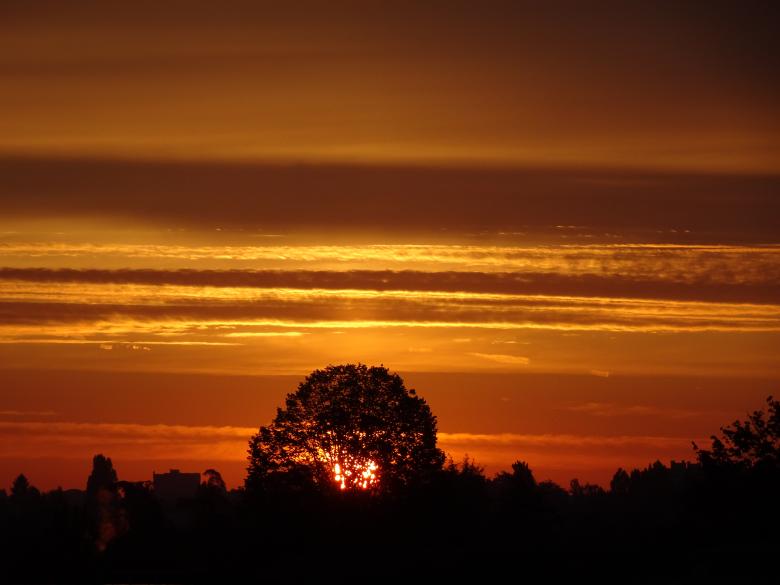 Free stock image of Tree "on fire" created by GAIMARD Jacques