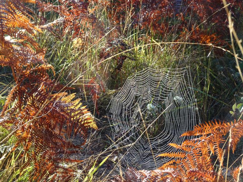 Free stock image of Very comfortable spiderweb created by GAIMARD Jacques