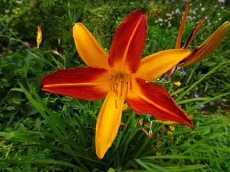 Hemerocallis (one-day beauty, in Latin) - Free Stock Photo
