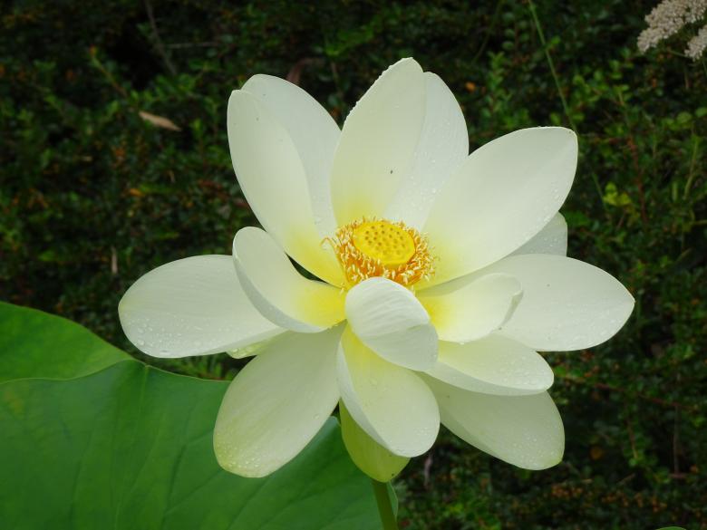 Free stock image of White lotus flower created by GAIMARD Jacques
