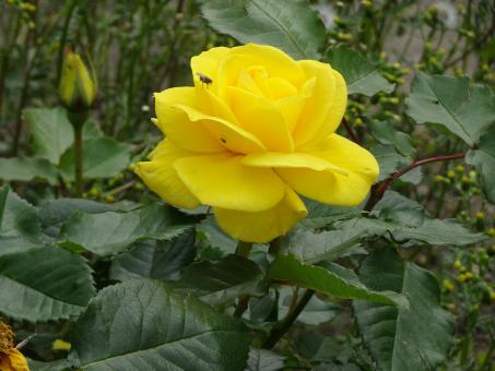 The yellow rose of France beats the belles of Tennessee! - Free Stock Photo