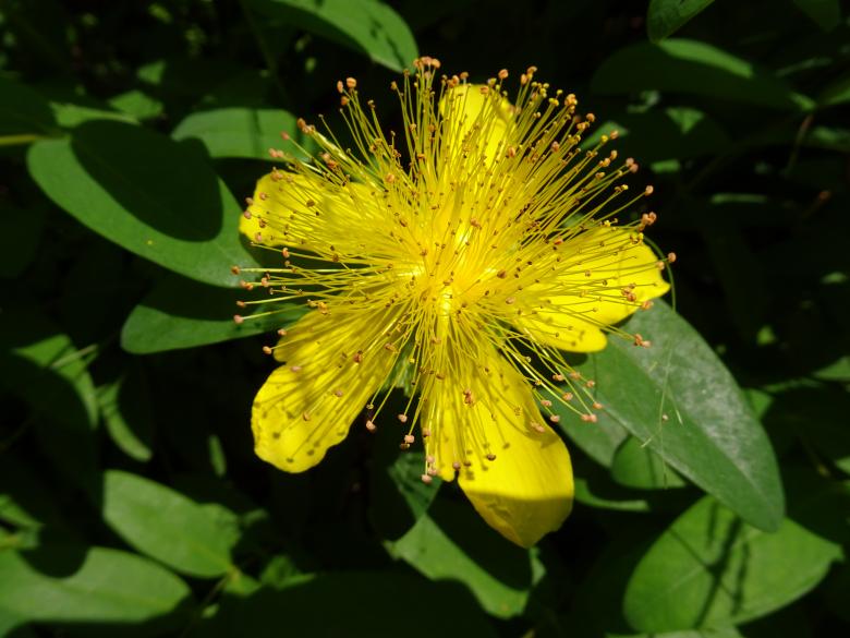 Free stock image of Hypericum beauty created by GAIMARD Jacques