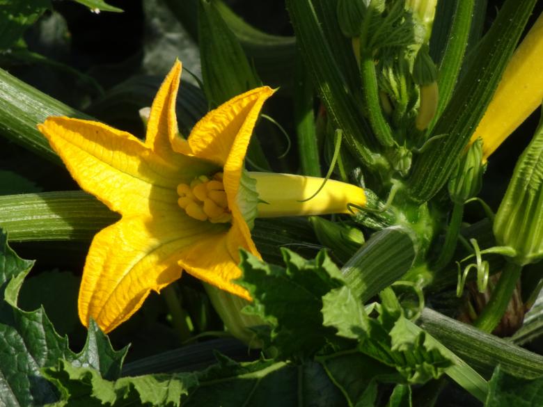 Free stock image of Cucumber flower created by GAIMARD Jacques