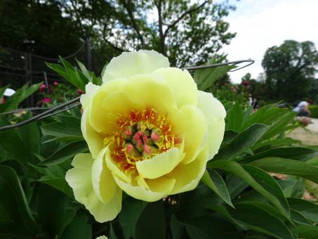 Peony marvel - Free Stock Photo
