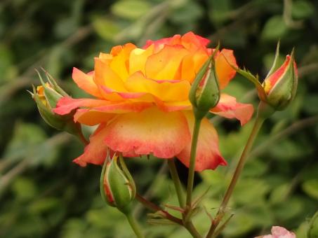 Princess rose - Free Stock Photo
