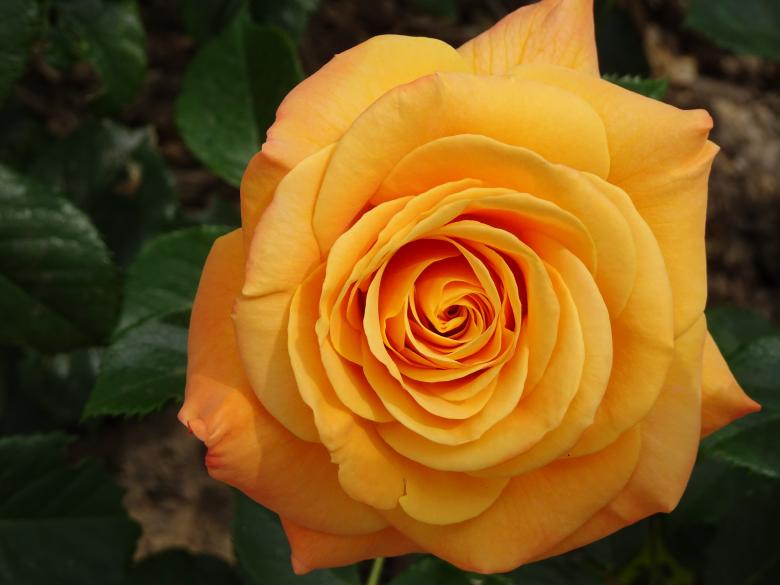 Free stock image of Apricot delight... created by GAIMARD Jacques