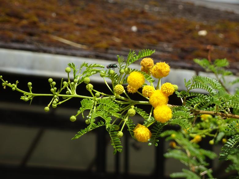 Free stock image of Blue fly and yellow delight created by GAIMARD Jacques