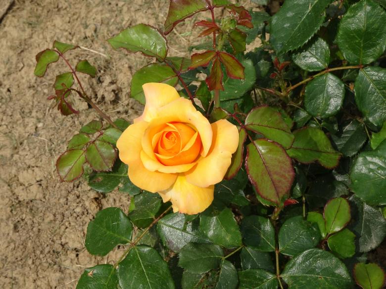 Free stock image of Apricot rose from above created by GAIMARD Jacques