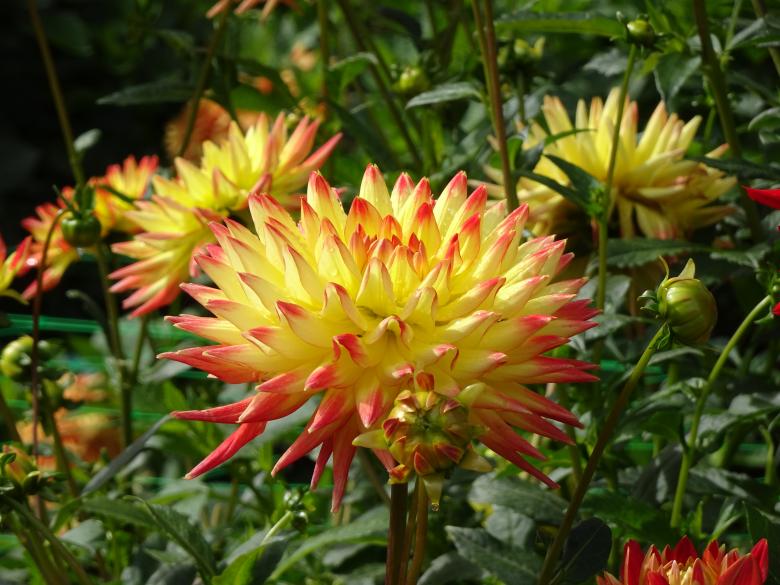 Free stock image of Yellow dahlia with red tips created by GAIMARD Jacques