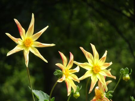 Free Stock Photo of Star dahlias