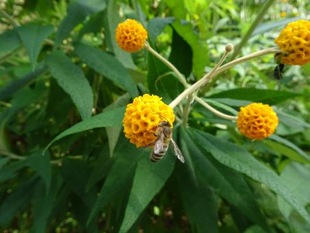 Bee enjoying a pollen lunch - Free Stock Photo