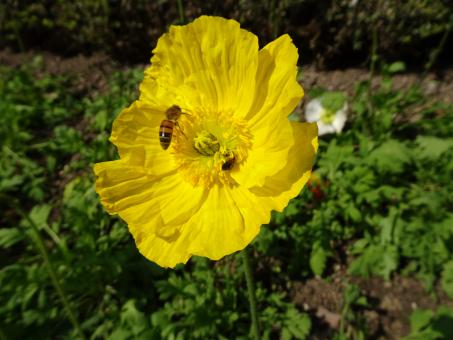 Free Stock Photo of Yellow poppy with a foraging bee