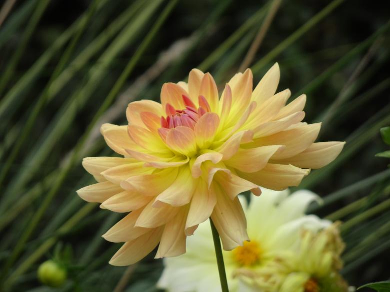 Free stock image of Yellow-beige dahlia created by GAIMARD Jacques